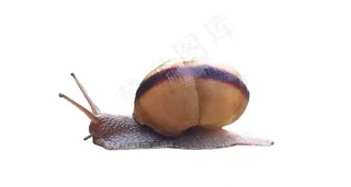 蜗牛免抠素材PSD分层