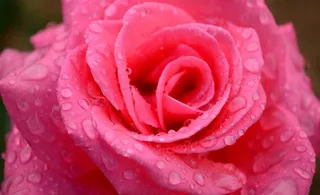 雨中月季花图片