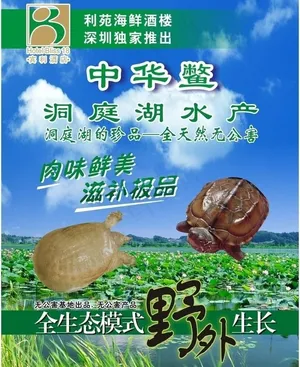 中华鳖 鳖图片
