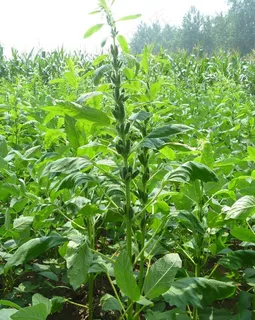 芝麻开花节节高图片 芝麻开花节节高图片