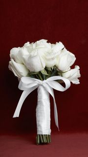 白色玫瑰花高清摄影图片