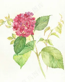 非矢量 PSD 写意花卉 免费素材 非矢量 PSD 写意花卉 免费素材