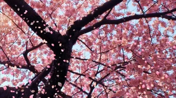 樱花飘落 视频素材