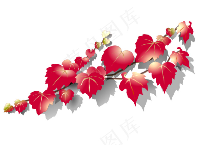 红色的枫叶