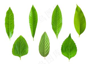 高清叶子素材