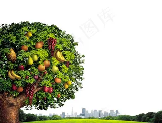 水果树