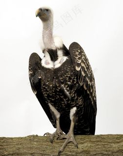 站在树干上的秃鹫图片