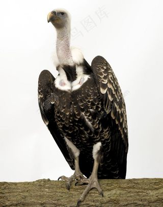 站在树干上的秃鹫图片