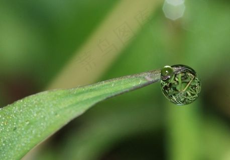 绿叶上的水珠图片 绿叶上的水珠图片