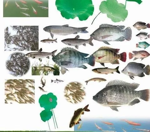 名片专用褪底分层插图(鱼类)图片(3543X3543(DPI:300))psd模版下载