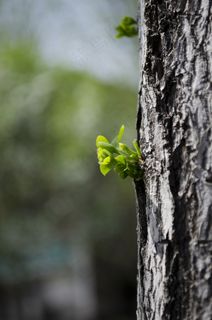 春天发芽的银杏树