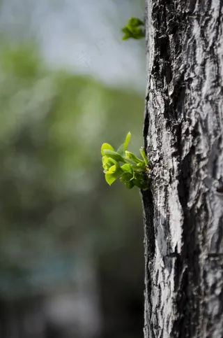 春天发芽的银杏树