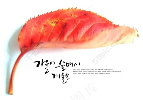 红色树叶psd详细分层