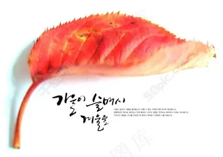 红色树叶psd详细分层