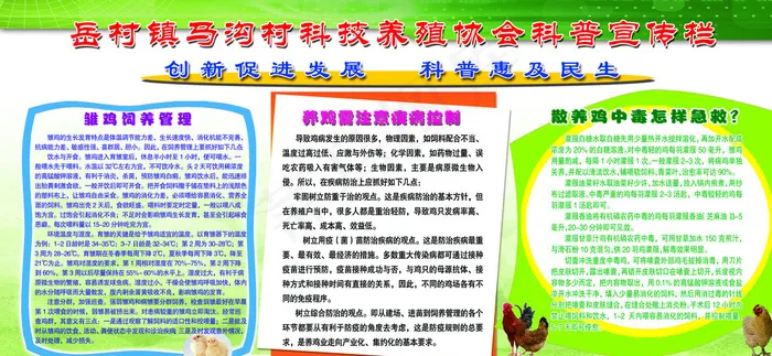 养鸡科普版面图片(8268X3937(DPI:100))psd模版下载