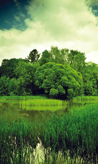 清新绿草风景图片