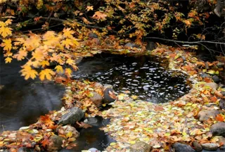 小溪流里的枫叶视频素材