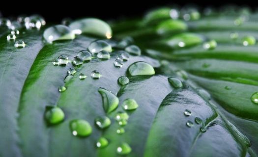 树叶上的水珠图片