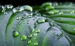 树叶上的水珠图片