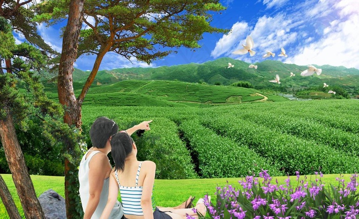 自然风景 茶山图片