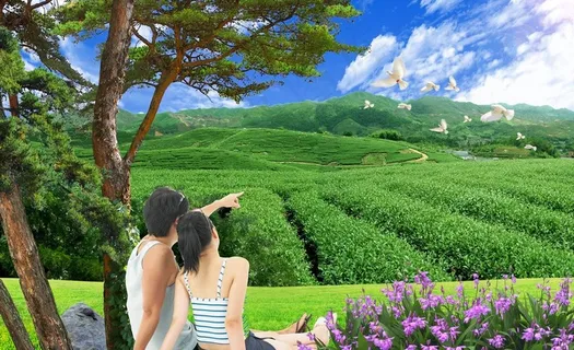 自然风景 茶山图片 自然风景 茶山图片