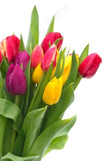郁金香花束背景图 郁金香花束背景图