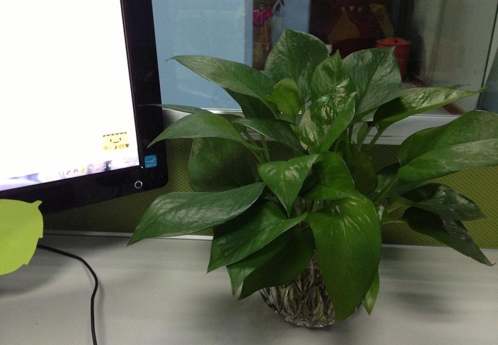 办公室植物图片
