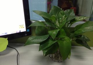 办公室植物图片