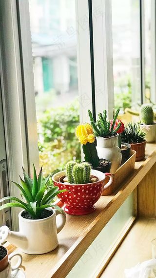 窗边的盆景高清摄影图片