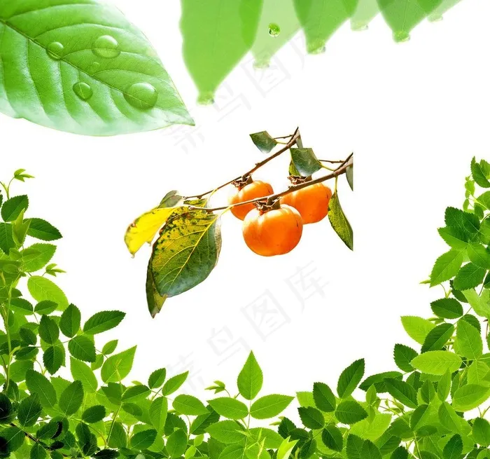 树叶 素材图片psd模版下载