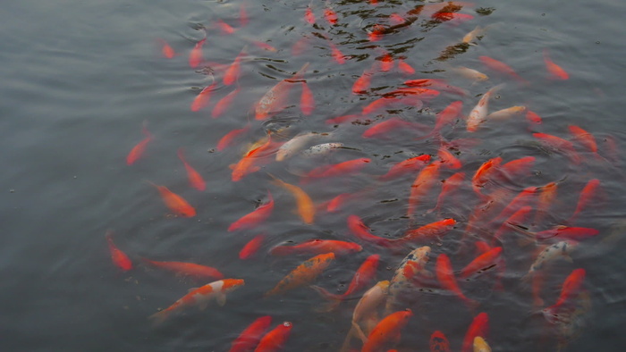 我国股票视频池塘金鱼学校 视频免费...