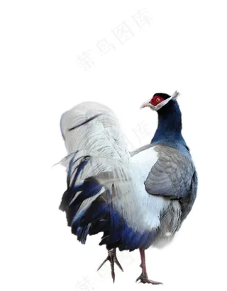 褐马鸡免抠素材PSD分层