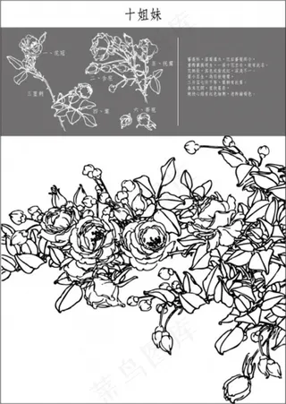 矢量白描十姐妹