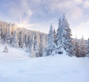 冬天美丽树林雪景图片 冬天美丽树林雪景图片