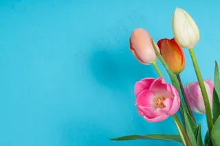 美丽的春天花朵植物高清图片