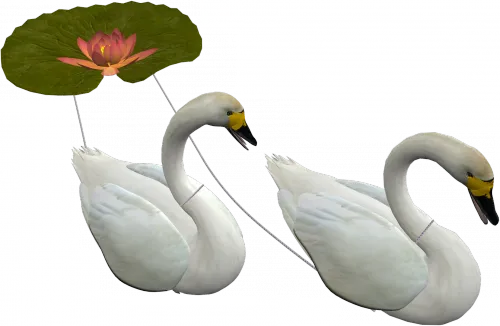 免抠png图片ps素材天鹅