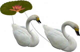 免抠png图片ps素材天鹅