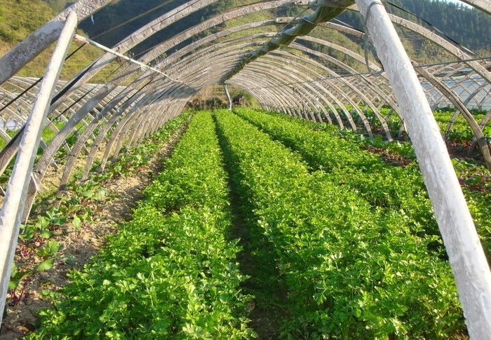 蔬菜大棚图片