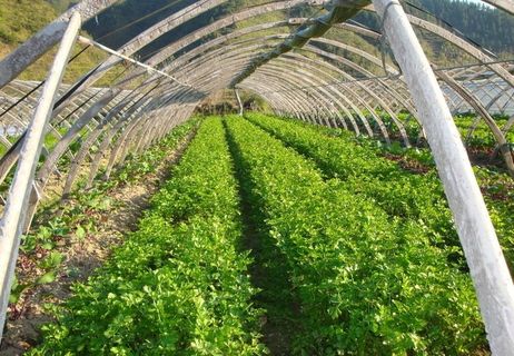 蔬菜大棚图片