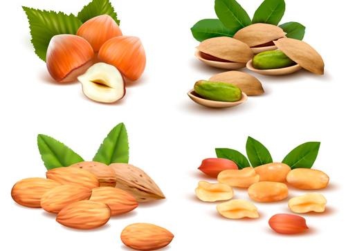 绿色坚果矢量素材