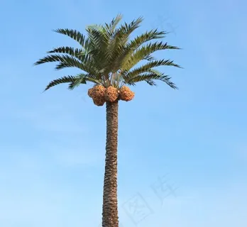 海枣树模型下载 海枣树模型下载