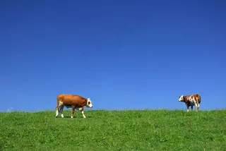 草原上的奶牛图片