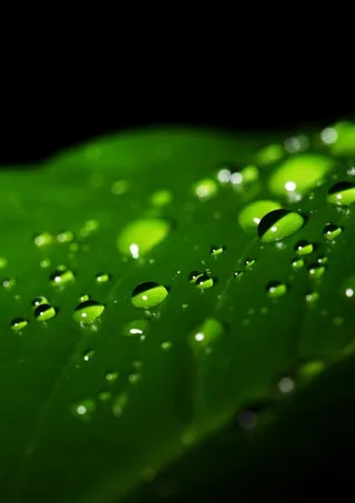 绿叶上的水珠图片