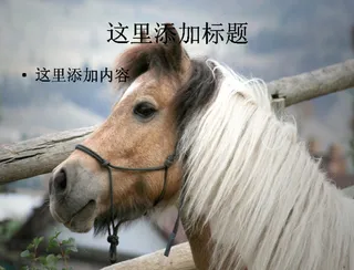 奔驰的宝马高清动物风景ppt封面...