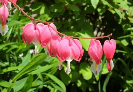 春日红花图片 春日红花图片