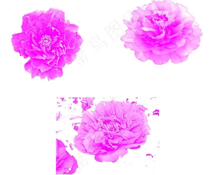 杜鹃花图片psd模版下载