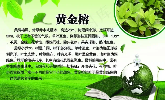 黄金榕简介图片(2551X1701(DPI:72))psd模版下载