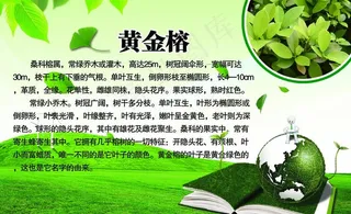 黄金榕简介图片
