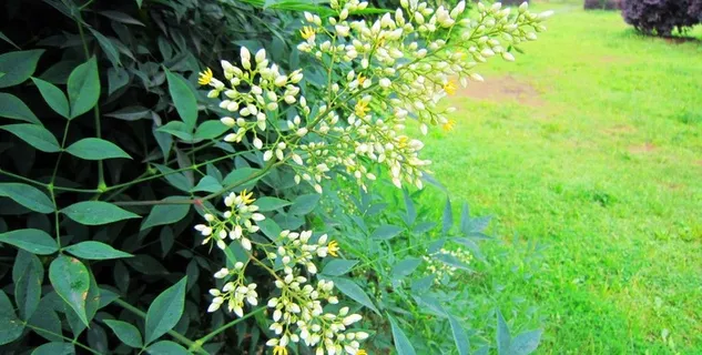 米桂花图片 米桂花图片