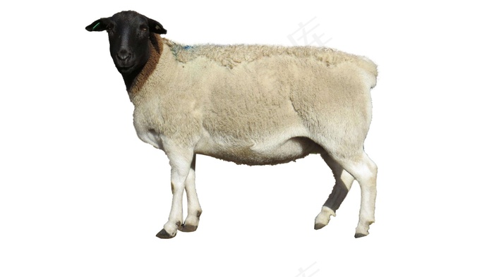 羊免抠素材PSD分层 